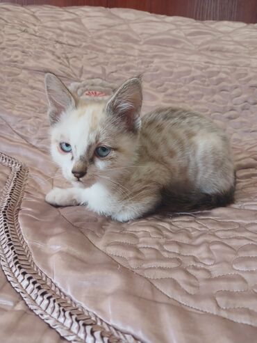 во сколько стерилизовать кошку: Кошка даром: Беспородная, 4 месяца, Мальчик, Приучена к лотку