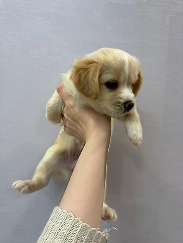 İtlər: Retriever, 2 ay — 1