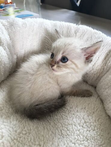 отдам кота я его боюсь: Мальчик