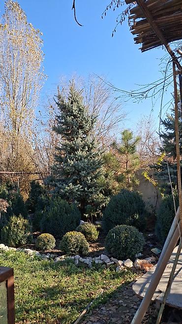 Декоративные деревья: Саженцы деревьев: Ели — 3