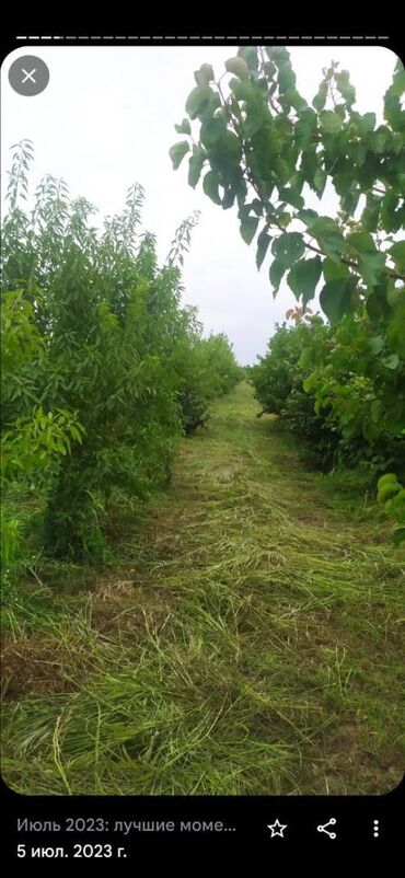 Bağ evlərinin satışı: Xaçmaz, 70 kv. m, 2 otaqlı, Hovuzsuz, Artezian quyusu, Kanalizasiya, Qaz — 9