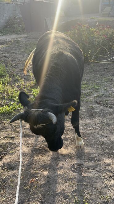 коровы дойные: Продаю | Тёлка | Голштин | На забой, Для разведения, Для молока | Не стельные, Отела не было