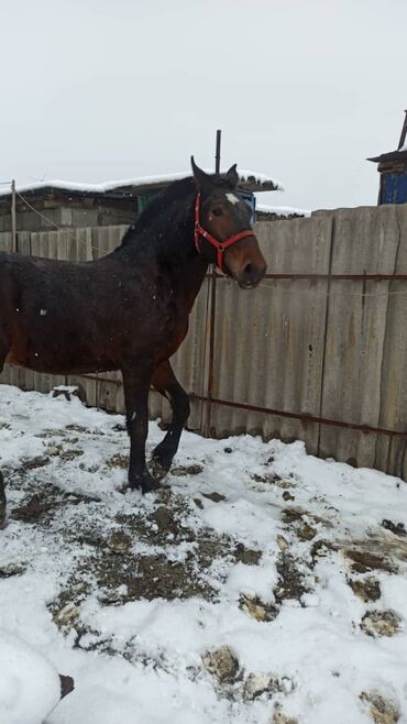 Лошади, кони: Продаю | Жеребенок | Рабочий, Конный спорт — 9