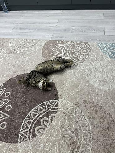 отпугиватель кошек: 🐾 Отдаем кота в очень хорошие и заботливые руки 🏡 Очень умный — 1
