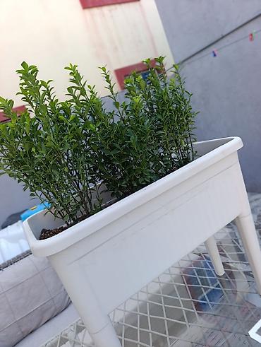 Digər daşınmaz kommersiya əmlakı icarəsi: Bag evlərinə villalara həyət evlərinə, bina evlərinə baglarina -da lalafo.az — 29 Digər daşınmaz kommersiya əmlakı icarəsi: Bag evlərinə villalara həyət evlərinə, bina evlərinə baglarina — 29