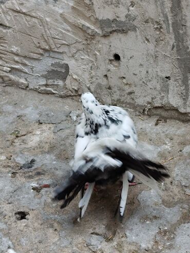 Göyərçinlər: Salam aleykum.Pavlin göyərçinləri satılır.Pavlinlərin sağlamlığına — 8