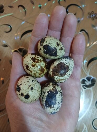 Zdrava hrana: U stalnoj ponudi uvek sveža i lekovita jaja japanskih prepelica. Cena — 8