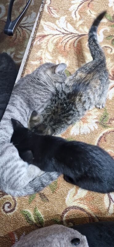 сколько стоит домик для кошки: Котята от домашней кошки - На фото: двое котят, окрас — один чёрный