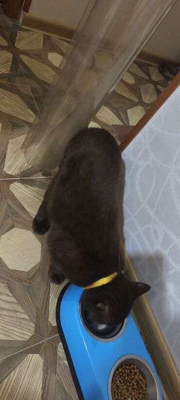 Pişiklər: Britan, Erkək, Yaxşı əllərə, Ünvandan götürmə — 7