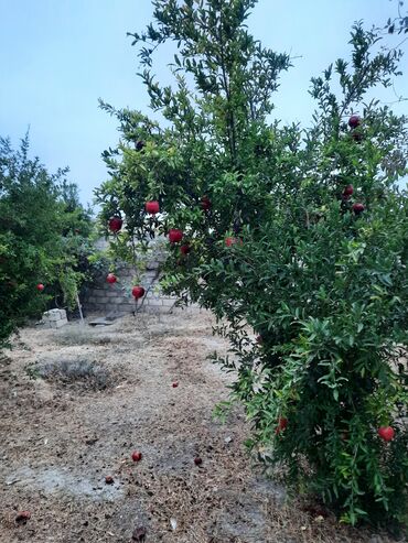 Buket güllər: Məhsul: Nar ağacı, Alma, Tut, Feyxua, Zeytun, Əncir, Zoğal, Qoz, Üzüm