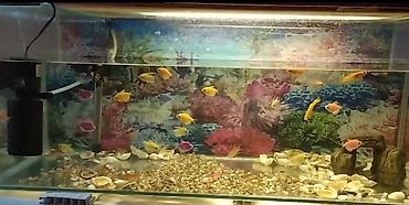 quppi baliqlari: Dördbucaq akvarium, Balıqlarla birlikdə, 160 l, Pulsuz çatdırılma — 4