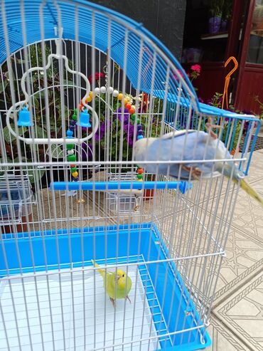 Tutuquşları: Papuqaylar 13₼
Qəfəslər 12₼ — 3