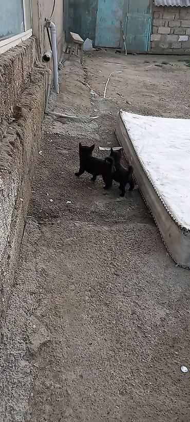 keci dərisi: 2 ay — 4