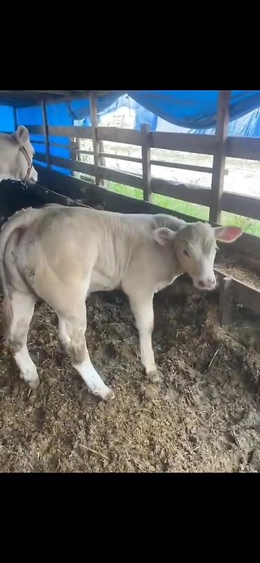 Dana, buzov: Satılır: Ətlik buzov - Cinsə bənzər: ağ rəngli, ətlik istiqamətli -da lalafo.az — 3 Dana, buzov: Satılır: Ətlik buzov - Cinsə bənzər: ağ rəngli, ətlik istiqamətli — 3
