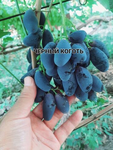 продам виноград на вино: Көчөттөр : Жүзүм, Акылуу жеткирүү