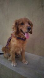 cocker spaniel qiymeti: Koker spaniyel lalafo.az -da cocker spaniel qiymeti: Koker spaniyel