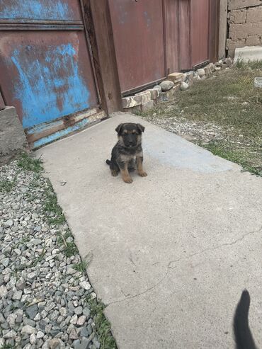 собака той терьер: Немецкая овчарка, 1 месяц, Самец, С прививкой, С родословной