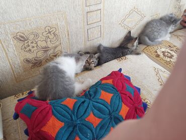 коты бенгальские: Котята отдам в добрые руки (породы нету,2-3 месяца,могут пить из