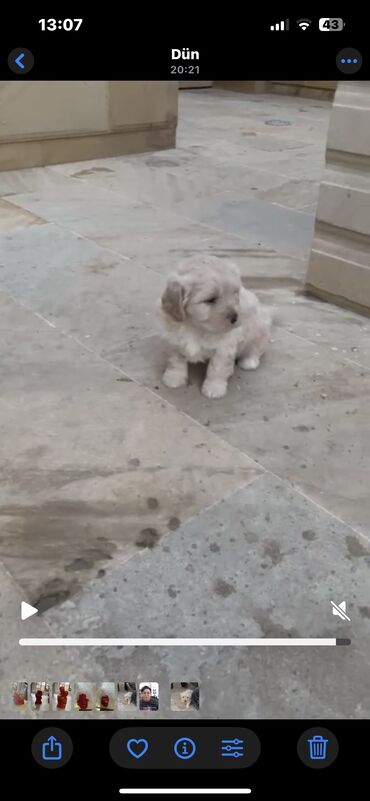 pekines itler: Pekines, 1 ay, Erkek, Peyvəndli, Ünvandan götürmə