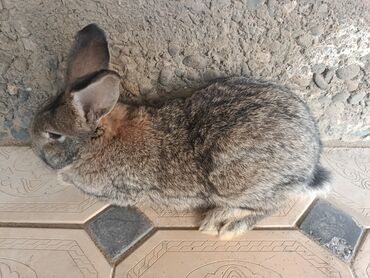 Декоративные кролики: Срочно продается оптом Кролика 4 самки 1 самец парода 3 самка фландр и — 11