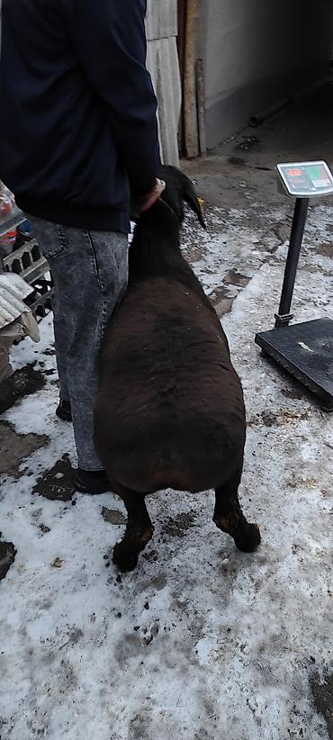 Баран, овца: Продаю | Баран (самец) | Гиссарская | На забой | Племенные — 9