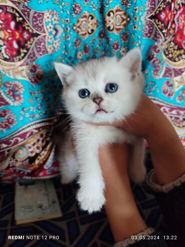 британская шиншилла кот: Выставляется на продажу чистокровная шотландская девочка страйт,цвет
