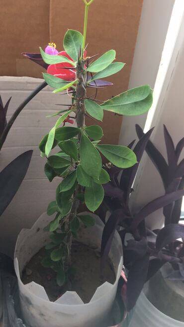 Otaq bitkiləri: Otaq bitkiləri — 4