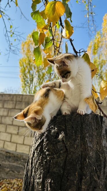 кошка котенок: Беспородная, 2 месяца, Девочка, Приучена к лотку