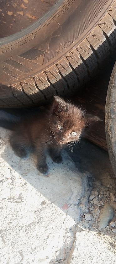 Кошки: БЕСПЛАТО отдам в хорошие руки Котёнок, окрас сплошной серый — 7