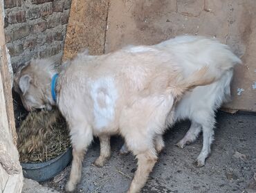 Козы, козлы: Продаю | Козёл (самец) — 8