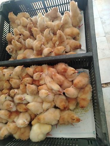 Toyuq cücələri, Ətlik