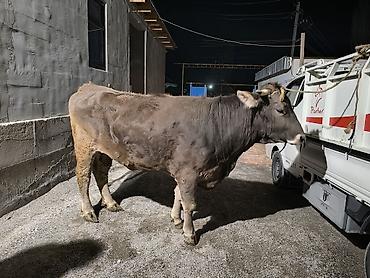 Коровы, быки: Продаю | Бык (самец) | На откорм | Привязанные — 5