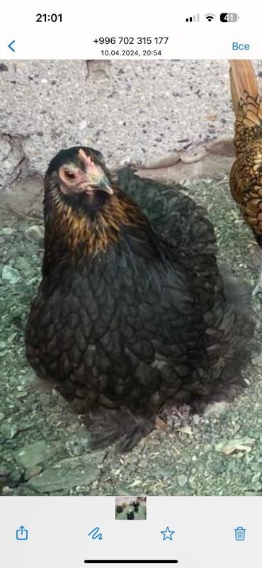 продажа домашних кур: Срочная продажа птицы связи с выездом!!!! На выбор!!! Куры и