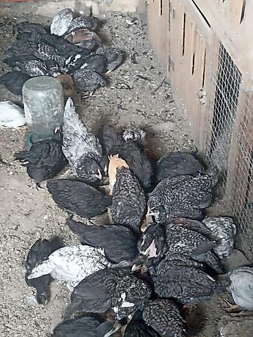 Cücələr: Toyuq cücələri, Damazlıq — 1