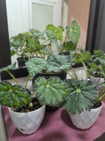 комнатный цветок с большими листьями: Бегония королевская, сорт "Рекс", известна своими декоративными