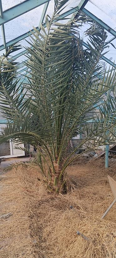 palm: Xurma palmı – dekorativ və məhsuldar növ - İsti iqlimə və güneşli — 2