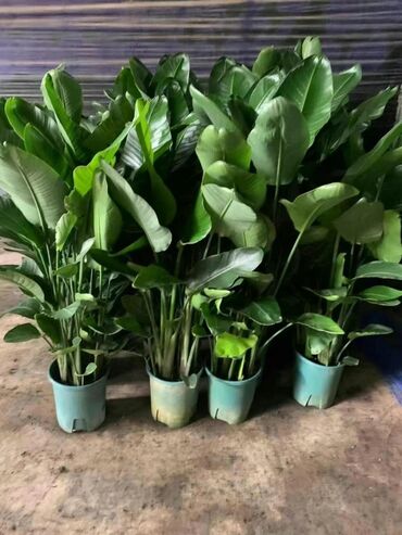 Пальмы: Пальмы Дипсис Монстеры, Бадьян Аннисовый,Корица, Стрелиция at lalafo.kg — 6 Пальмы: Пальмы Дипсис Монстеры, Бадьян Аннисовый,Корица, Стрелиция — 6