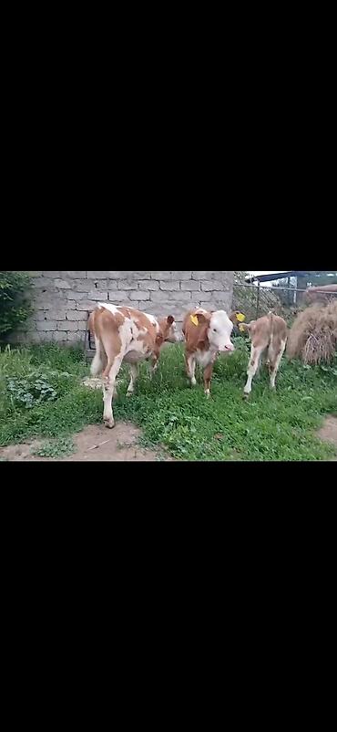 Dana, buzov: Satışda: simmental tipli erkək buzovlar - Rəng: ağ-qəhvəyi ləkəli - — 1