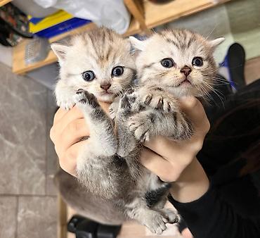 Pişiklər: Britan, Erkək, Dişi — 15