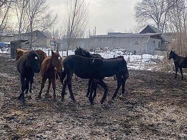 Лошади, кони: Продаю | Жеребенок | Полукровка | Рабочий — 6