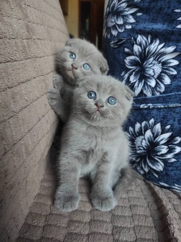 Pişiklər: Şotland yastı qulaq, Dişi, Erkək, Ünvandan götürmə — 12