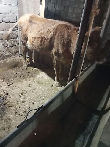 Inəklər, öküzlər: Inək satılır 1ci balasıdır balası dişidi inək 3 məsindən 8l süd verir — 3