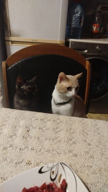 сухой корм для собак: Британская, Самец, Самка, В добрые руки, Самовывоз