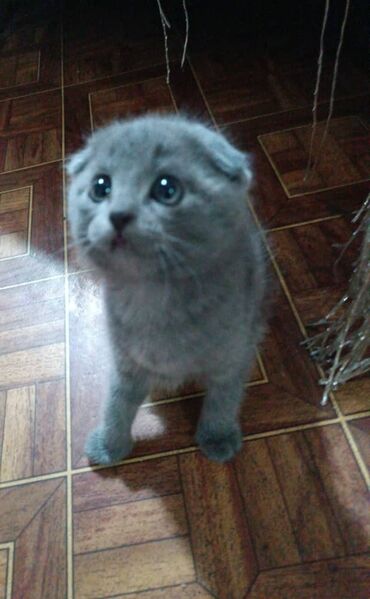 шотландский вислоухий котенок: Шикарный вислоухий котенок мальчик родился 8 марта умненький и