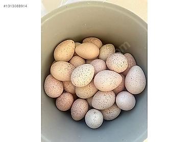 akvarium baliq bazari: Salam. 15 ədəd yerli hindüşqa yumurtası var. Mayalıdır. Anasını vəhşi — 1