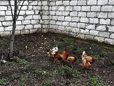 Toyuqlar: Toyuq, Damazlıq, Ödənişli çatdırılma -da lalafo.az — 4 Toyuqlar: Toyuq, Damazlıq, Ödənişli çatdırılma — 4