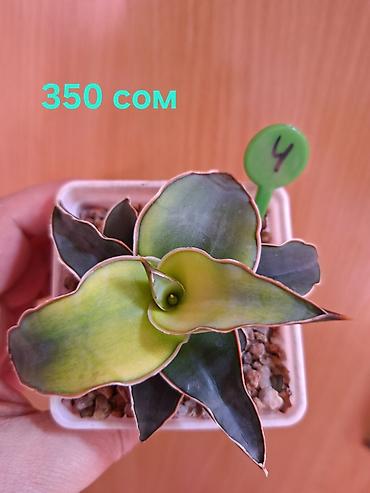 Драцены и Сансевиерии: Суккуленты Sansevieria (сансевиерия) в горшках 6–7 см. Компактные — 10