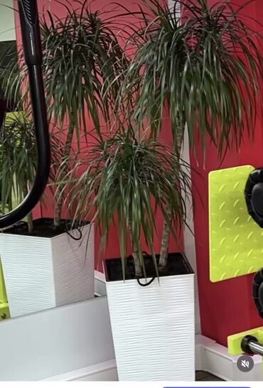 купить пальму комнатную: Комнатное растение драцена (Dracaena marginata) в высоком декоративном
