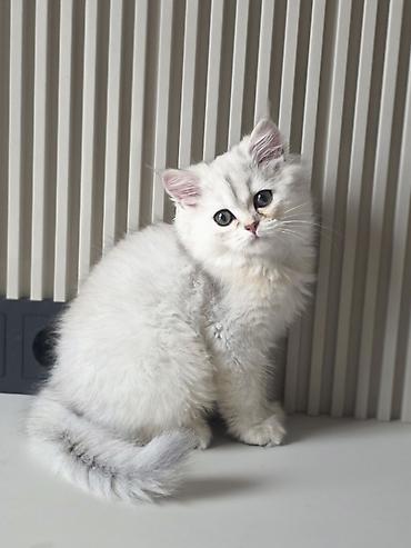 кошка золотая шиншила: Скотиш Страйт (Шотландская прямоухая), 3 месяца, Мальчик, Серебристая шиншилла, Приучена к лотку — 8