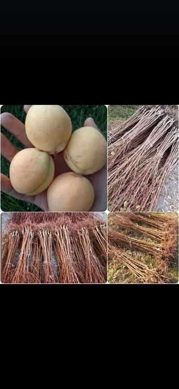 Şitillər: Dekarativ bitgilerin satişi — 18